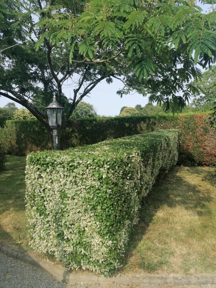 Ramassage feuilles nettoyage jardin – CLOUET Paysagiste Ille-et-Vilaine
